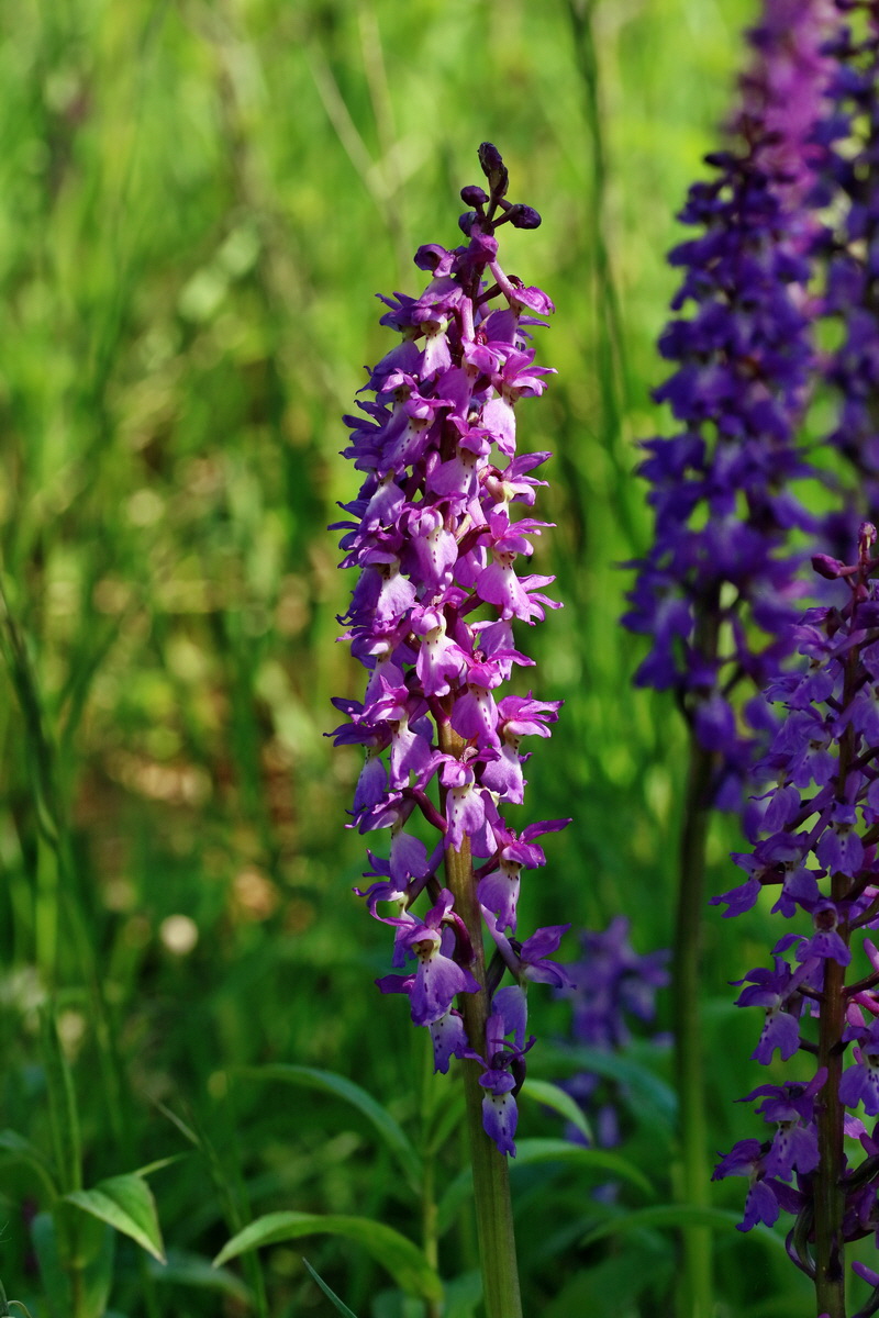 RNA_2017_05_13_3489p_Bildgr��e �ndern