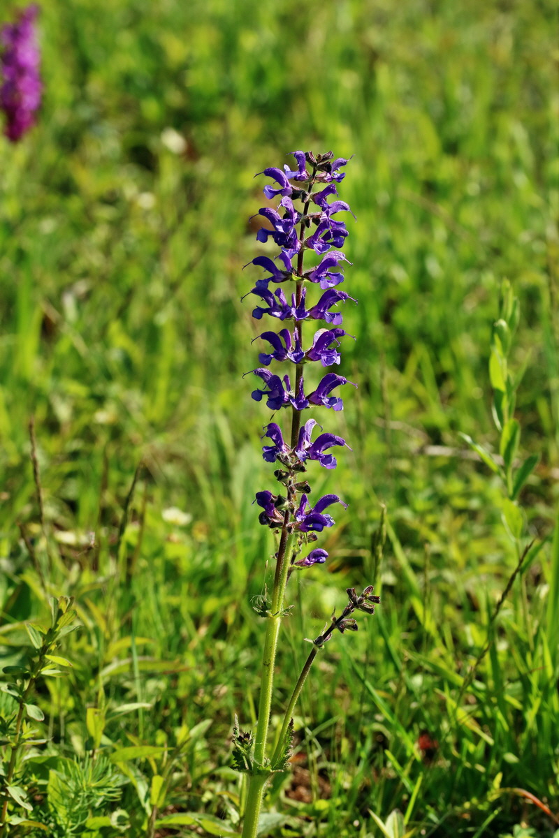 RNA_2017_05_13_3518p_Bildgr��e �ndern