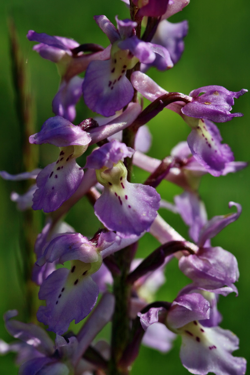 RNA_2017_05_13_3523p_Bildgr��e �ndern