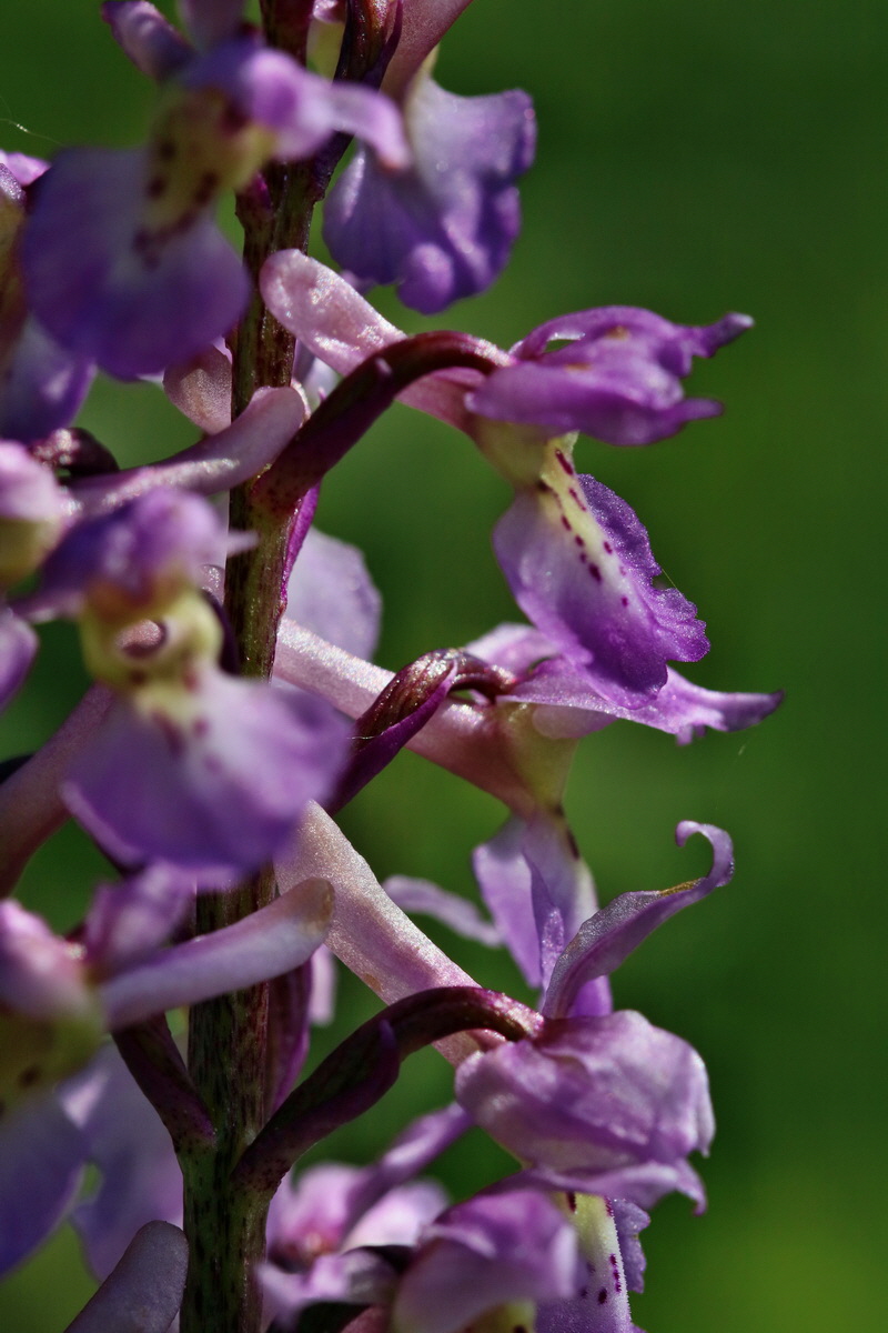 RNA_2017_05_13_3526p_Bildgr��e �ndern