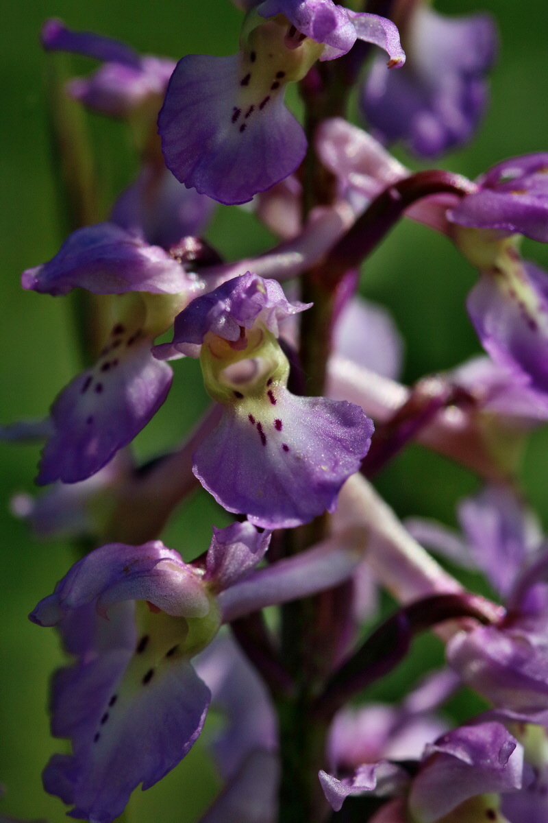 RNA_2017_05_13_3529p_Bildgr��e �ndern