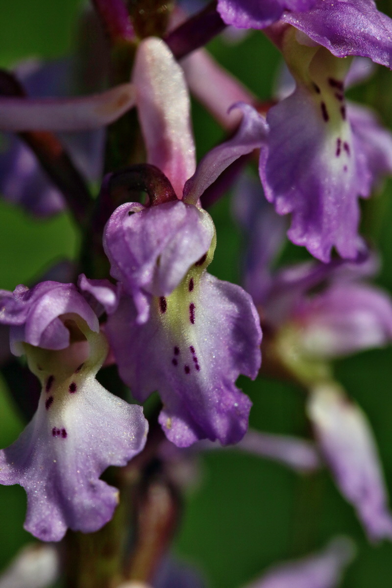 RNA_2017_05_13_3535p_Bildgr��e �ndern