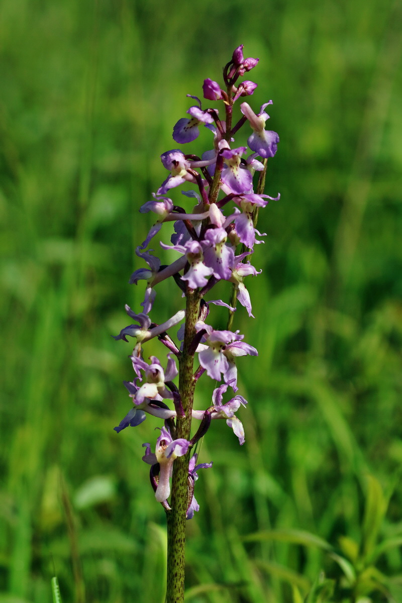 RNA_2017_05_13_3539p_Bildgr��e �ndern