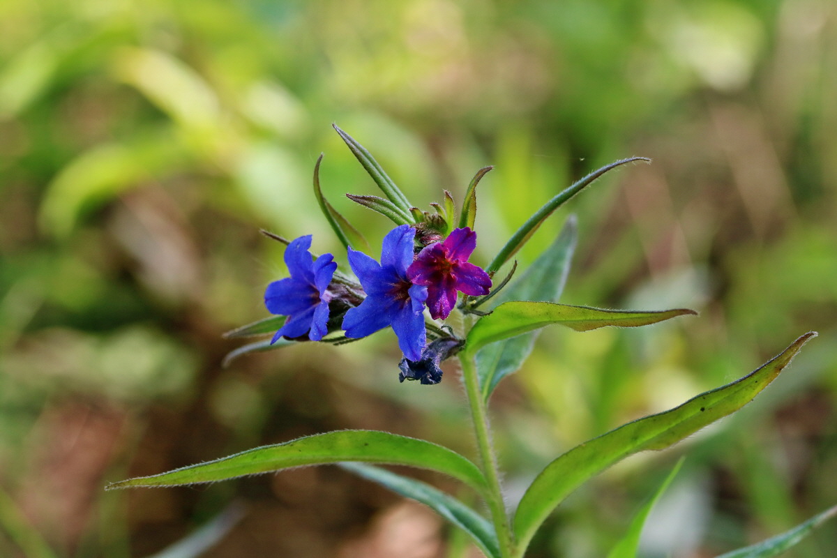 RNA_2017_05_13_3577p_Bildgr��e �ndern