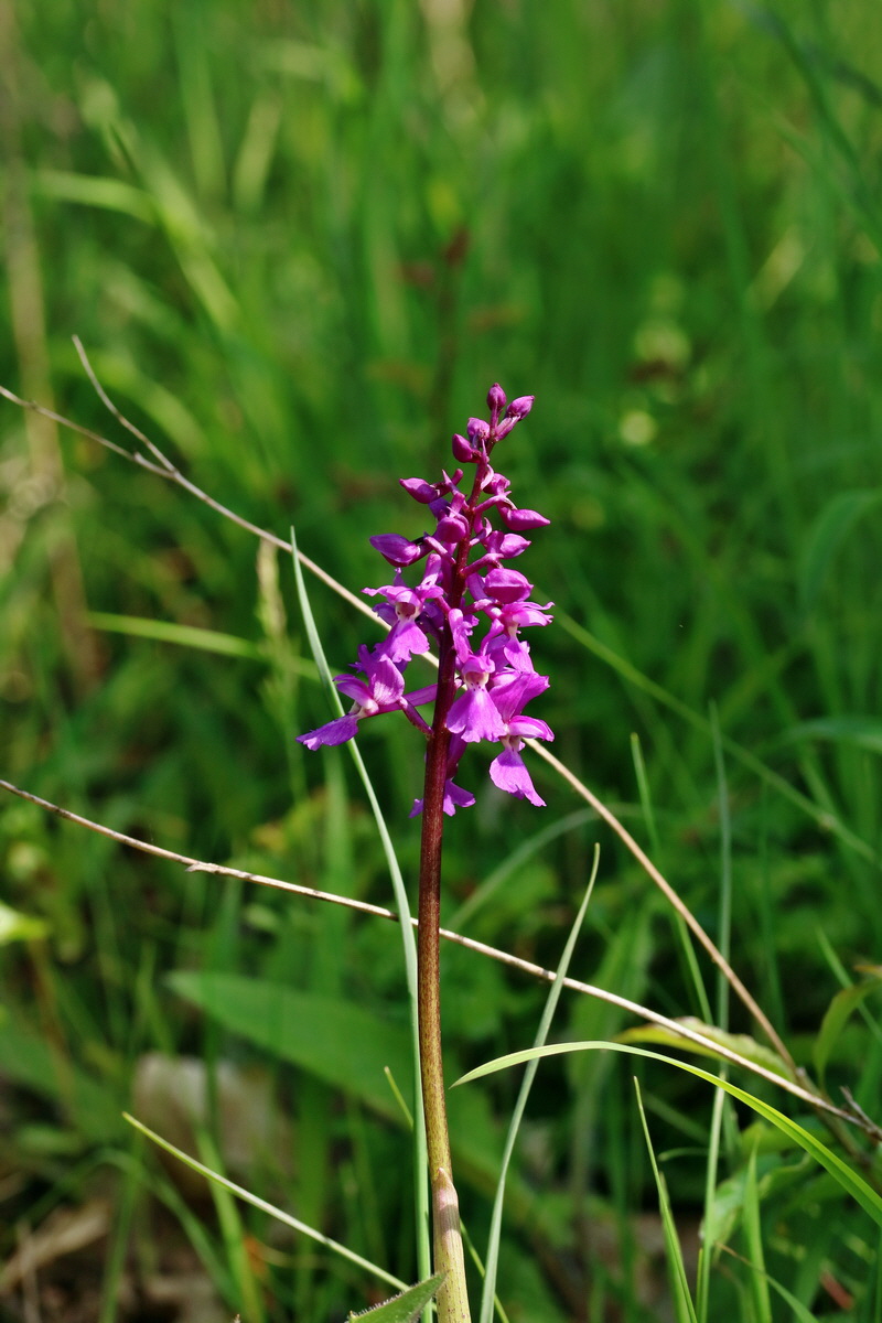 RNA_2017_05_13_3582p_Bildgr��e �ndern