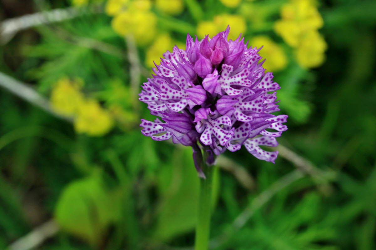 RNA_2017_05_13_3614p_Bildgr��e �ndern