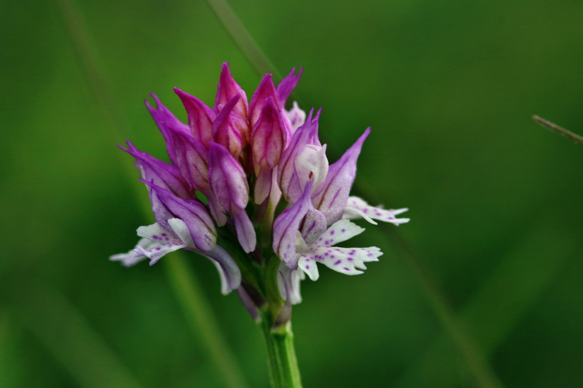 RNA_2017_05_13_3617p_Bildgr��e �ndern