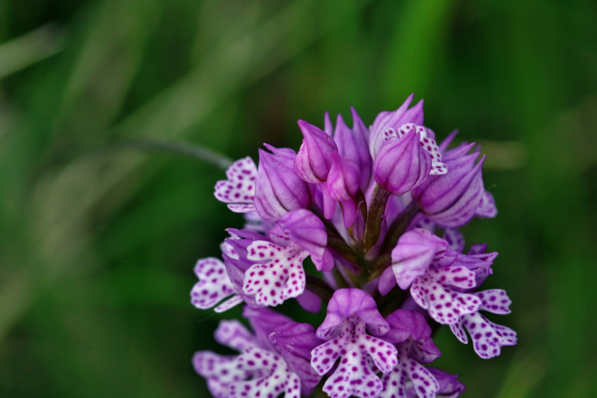 RNA_2017_05_13_3625p_Bildgr��e �ndern