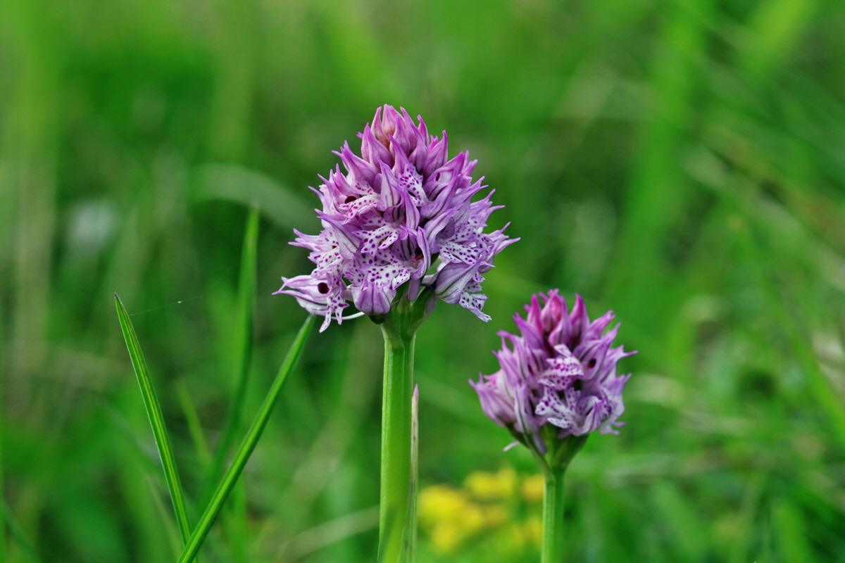 RNA_2017_05_13_3629p_Bildgr��e �ndern