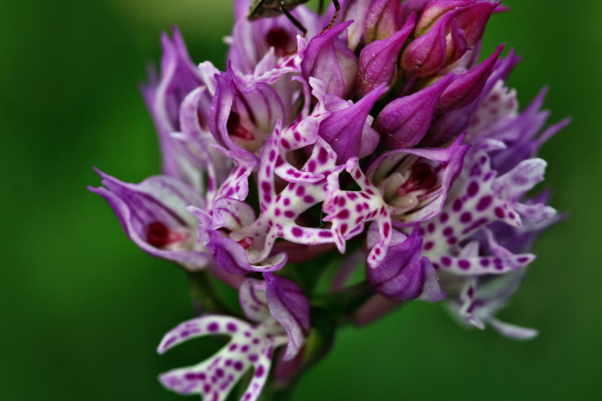 RNA_2017_05_13_3634p_Bildgr��e �ndern