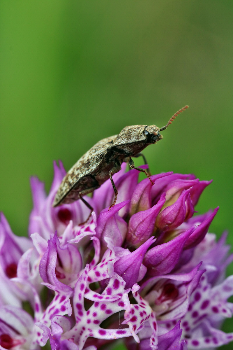 RNA_2017_05_13_3644p_Bildgr��e �ndern