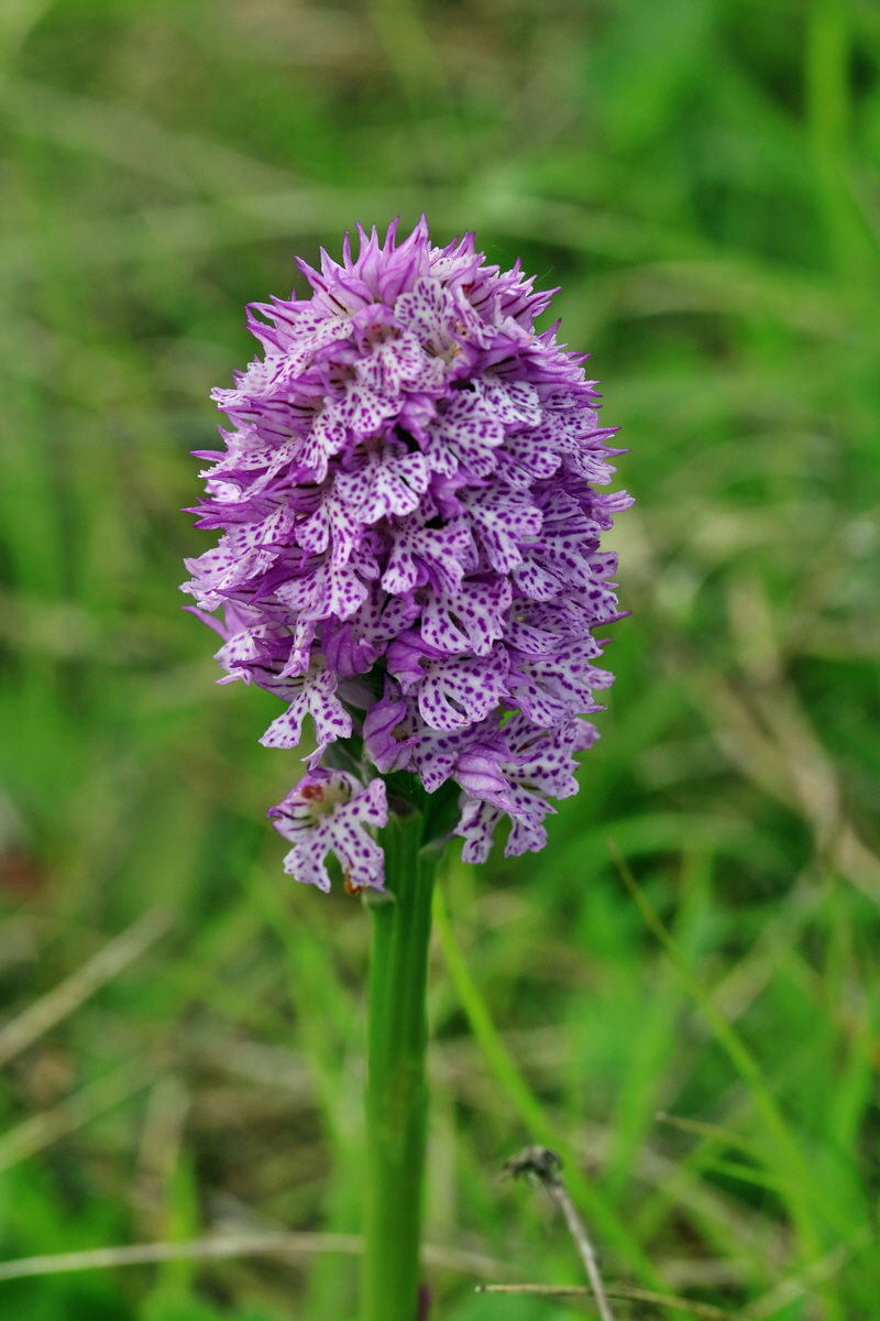 RNA_2017_05_13_3670p_Bildgr��e �ndern