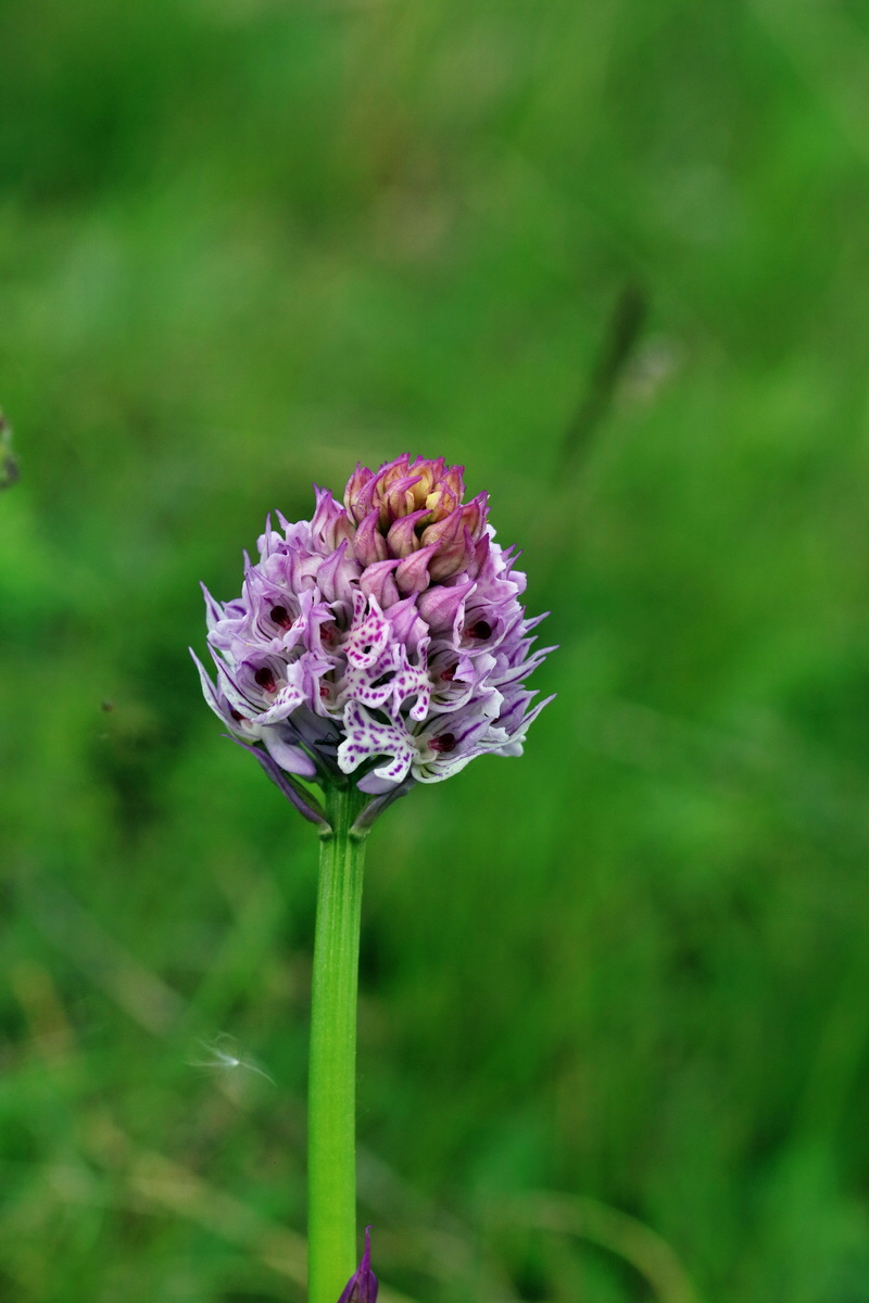 RNA_2017_05_13_3676p_Bildgr��e �ndern