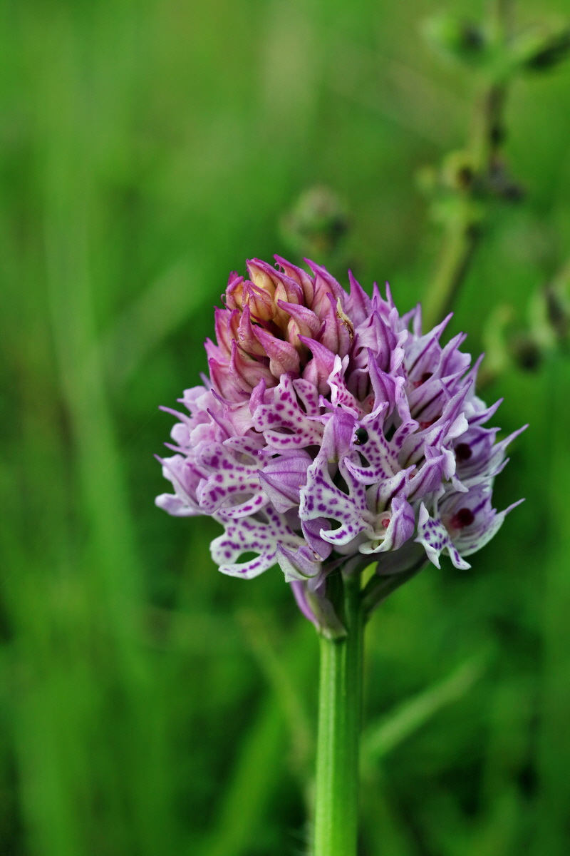 RNA_2017_05_13_3684p_Bildgr��e �ndern