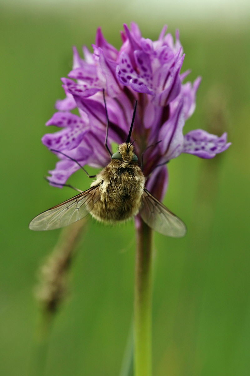 RNA_2017_05_13_3731p_Bildgr��e �ndern