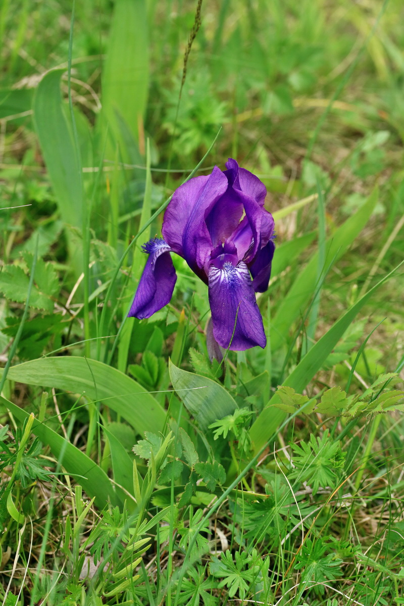 RNA_2017_05_13_3738p_Bildgr��e �ndern