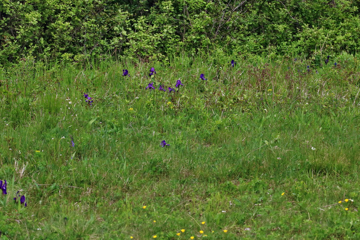 RNA_2017_05_13_3750p_Bildgr��e �ndern