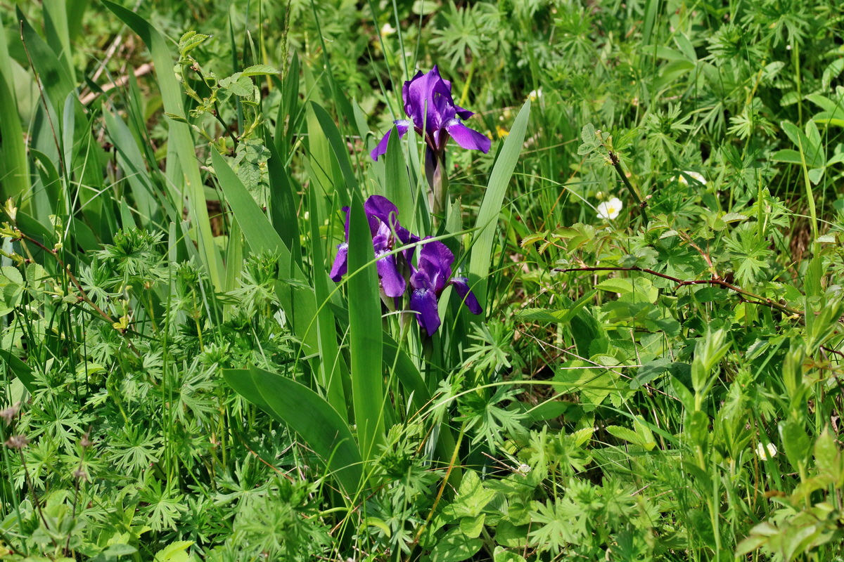 RNA_2017_05_13_3755p_Bildgr��e �ndern