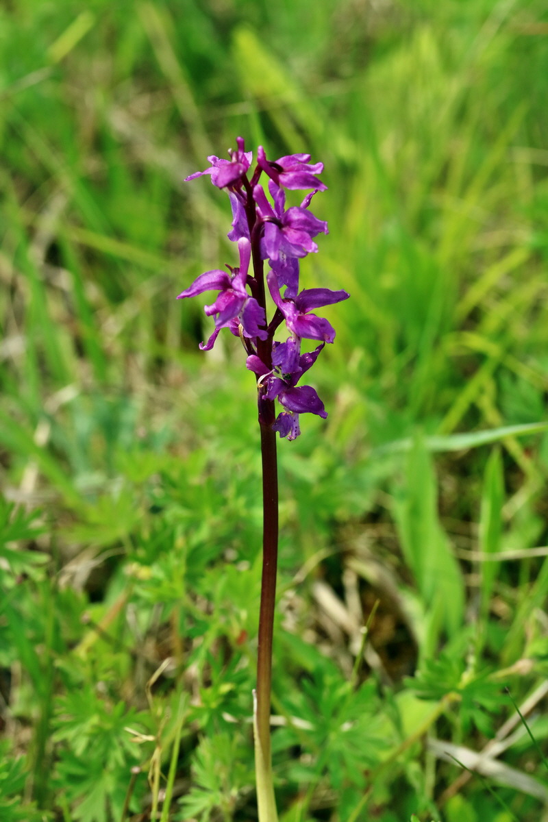 RNA_2017_05_13_3762p_Bildgr��e �ndern