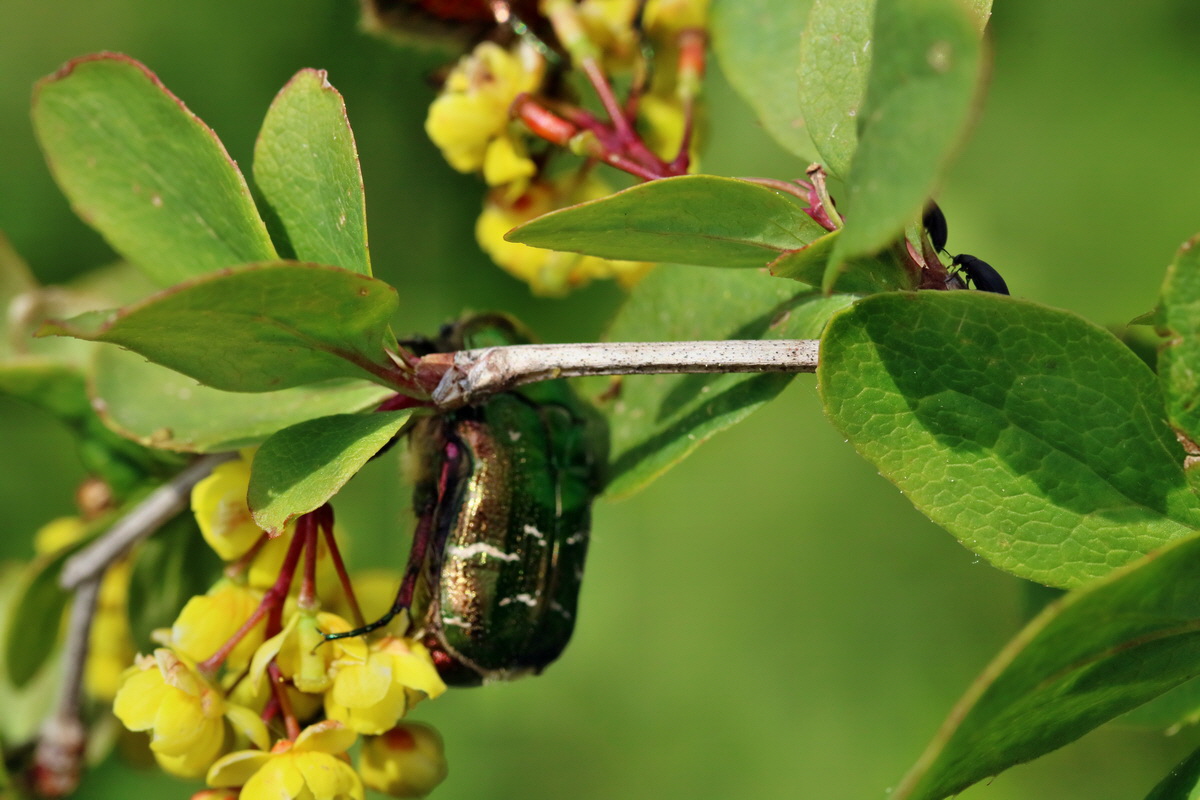 RNA_2017_05_13_3772p_Bildgr��e �ndern