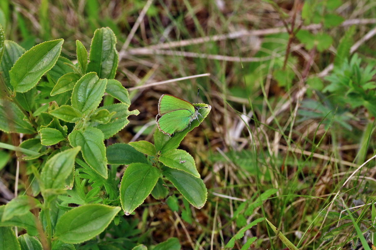 RNA_2017_05_13_3812p_Bildgr��e �ndern