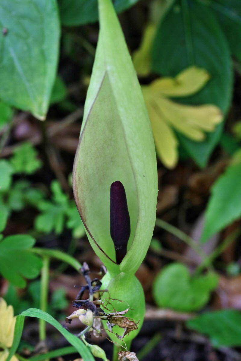 RNA_2017_05_13_3831p_Bildgr��e �ndern