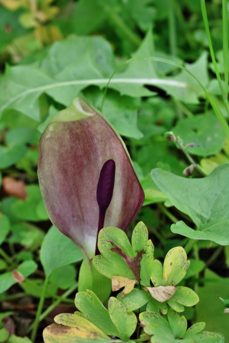 RNA_2017_05_13_3833p_Bildgr��e �ndern