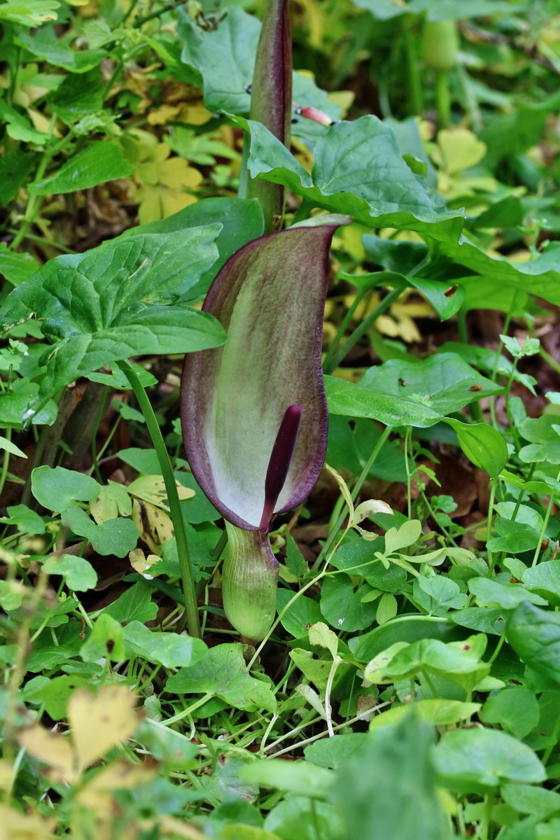 RNA_2017_05_13_3842p_Bildgr��e �ndern