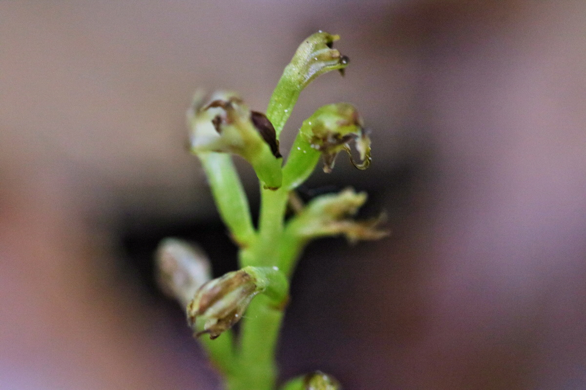 RNA_2017_05_13_3862p_Bildgr��e �ndern