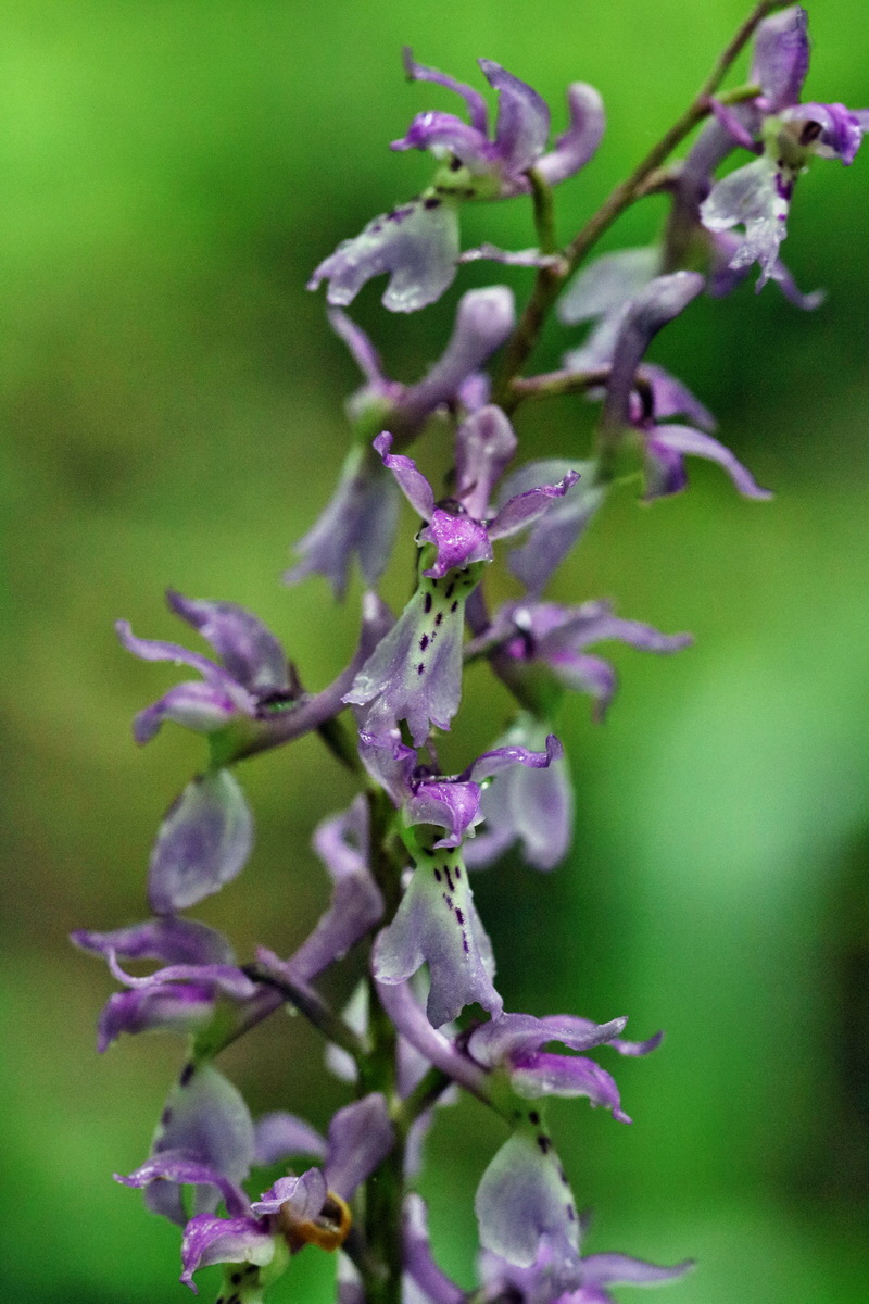 RNA_2017_05_14_3932p_Bildgr��e �ndern