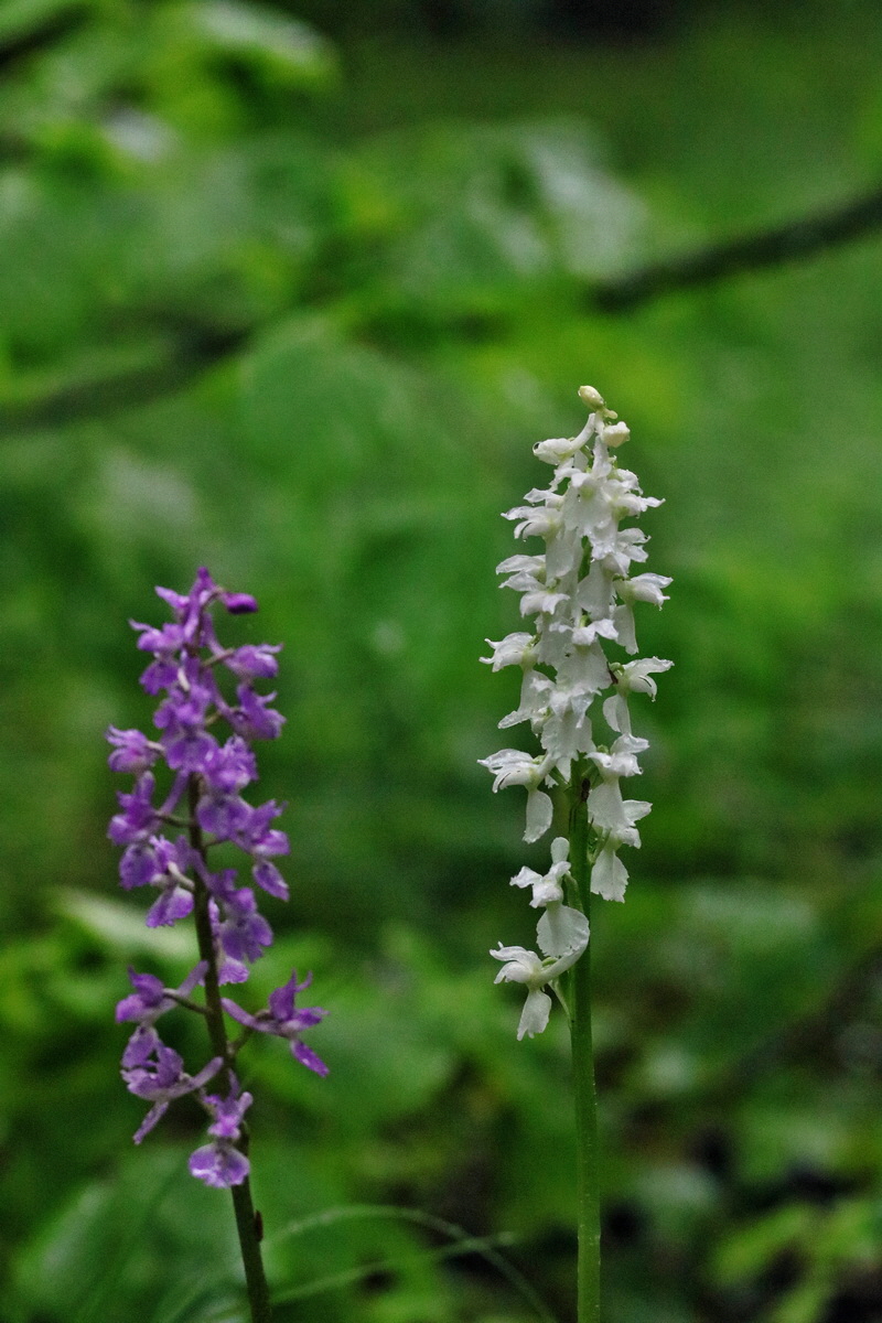 RNA_2017_05_14_3951p_Bildgr��e �ndern