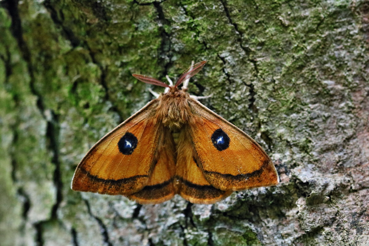 RNA_2017_05_14_3982p_Bildgr��e �ndern