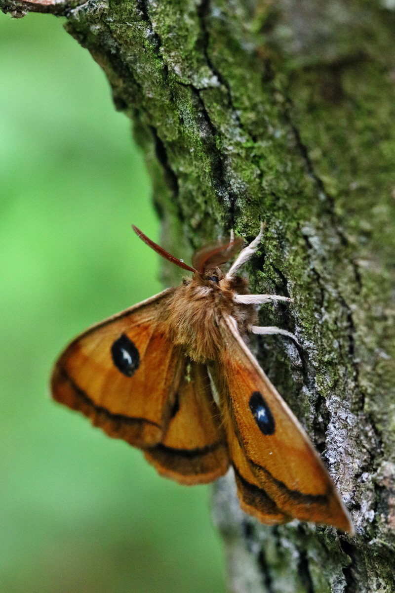 RNA_2017_05_14_4007p_Bildgr��e �ndern