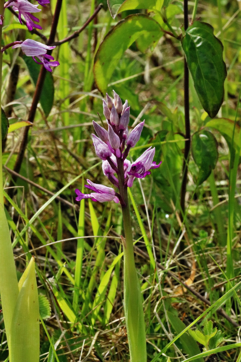 RNA_2017_05_14_4020p_Bildgr��e �ndern