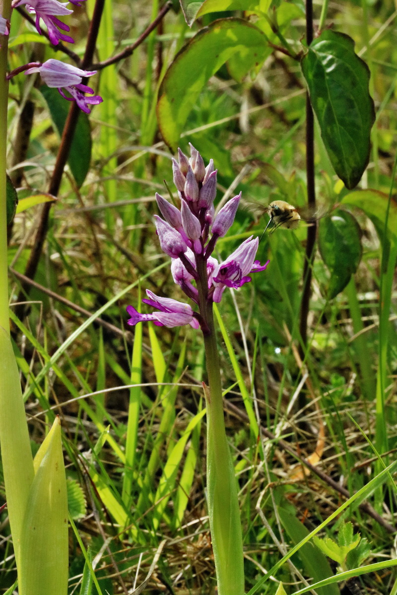 RNA_2017_05_14_4021p_Bildgr��e �ndern