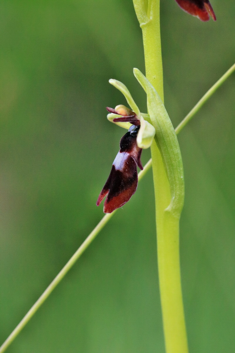 RNA_2017_05_14_4037p_Bildgr��e �ndern