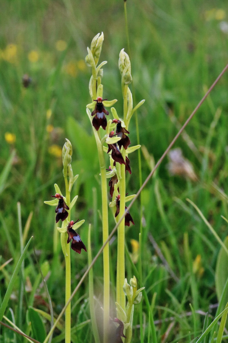 RNA_2017_05_14_4044p_Bildgr��e �ndern