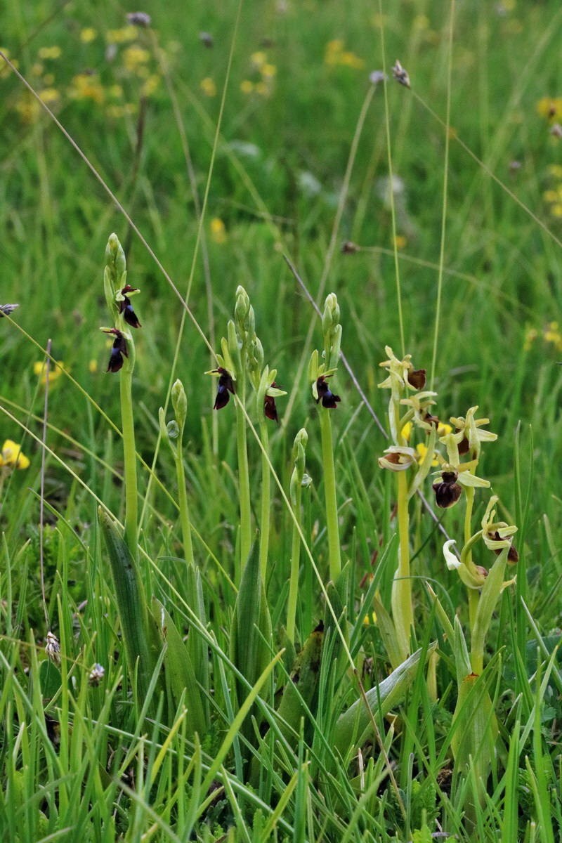 RNA_2017_05_14_4045p_Bildgr��e �ndern