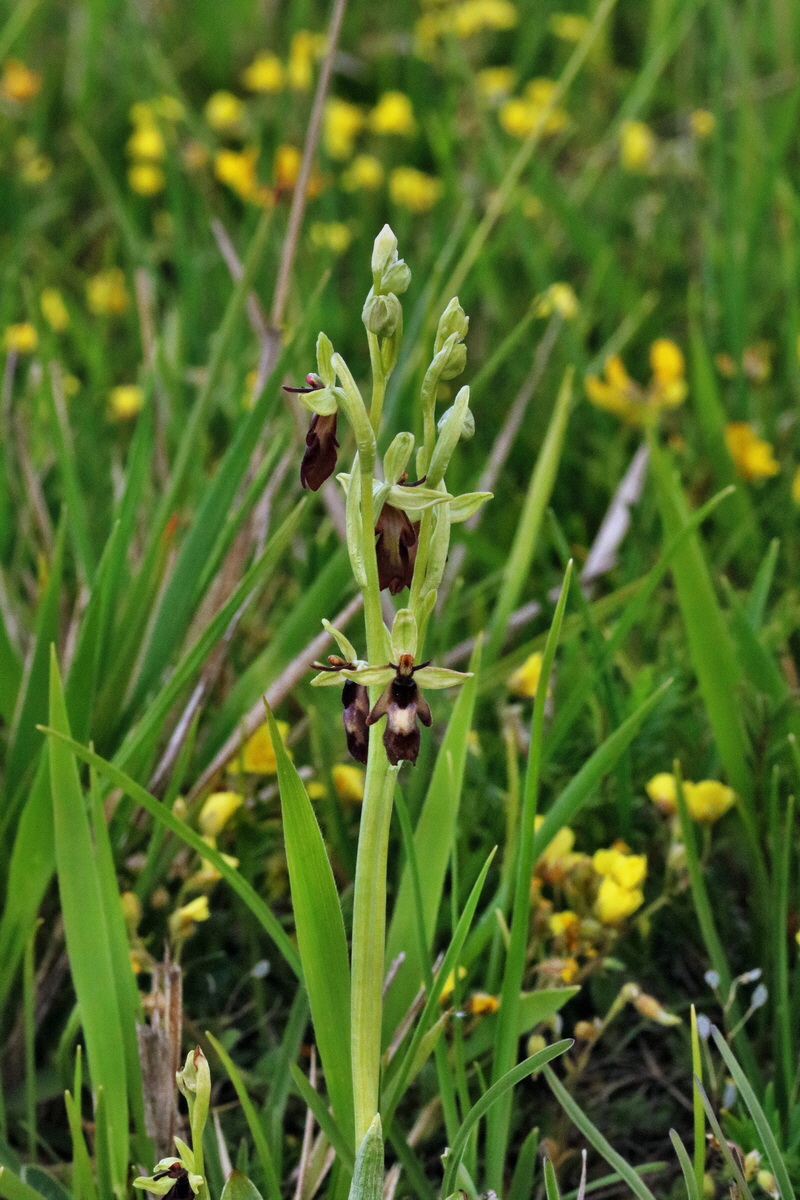 RNA_2017_05_14_4050p_Bildgr��e �ndern