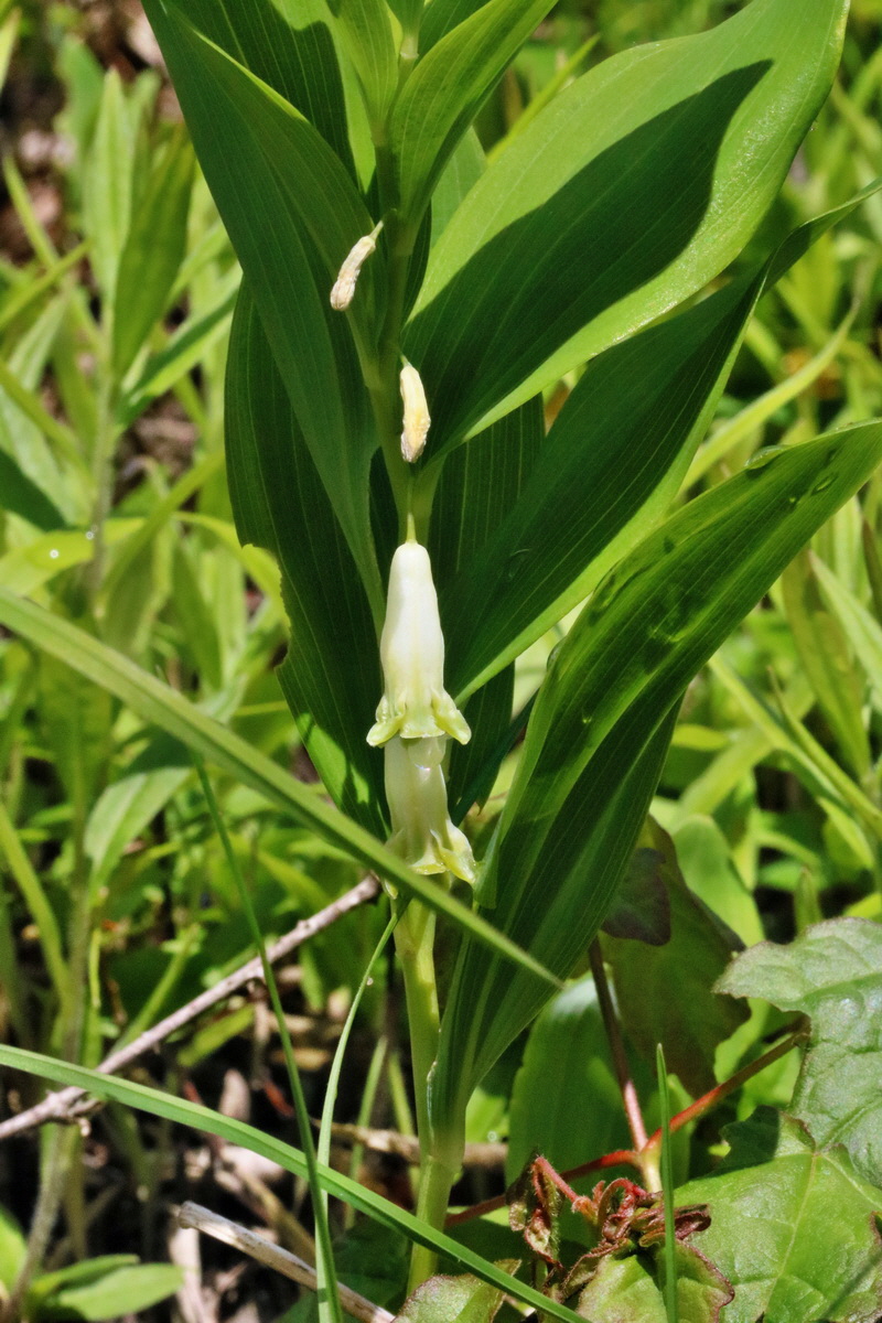 RNA_2017_05_14_4075p_Bildgr��e �ndern