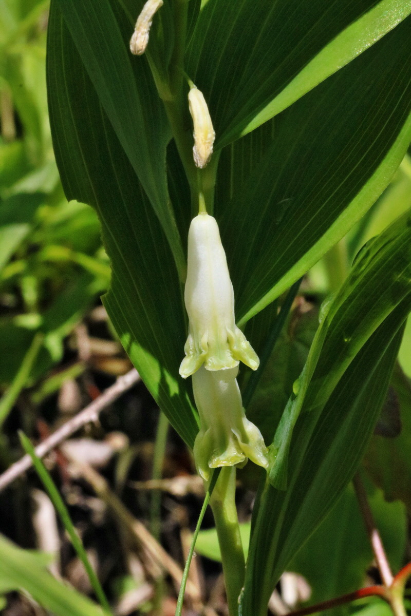 RNA_2017_05_14_4078p_Bildgr��e �ndern