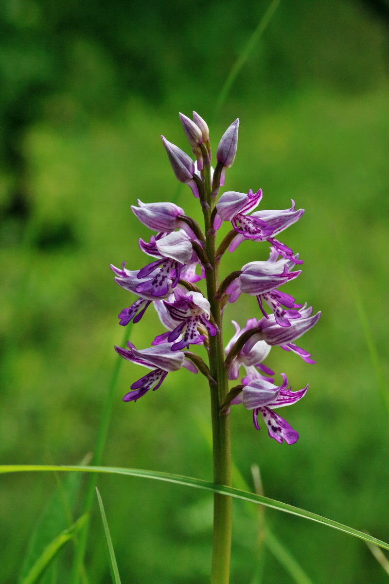 RNA_2017_05_14_4083p_Bildgr��e �ndern