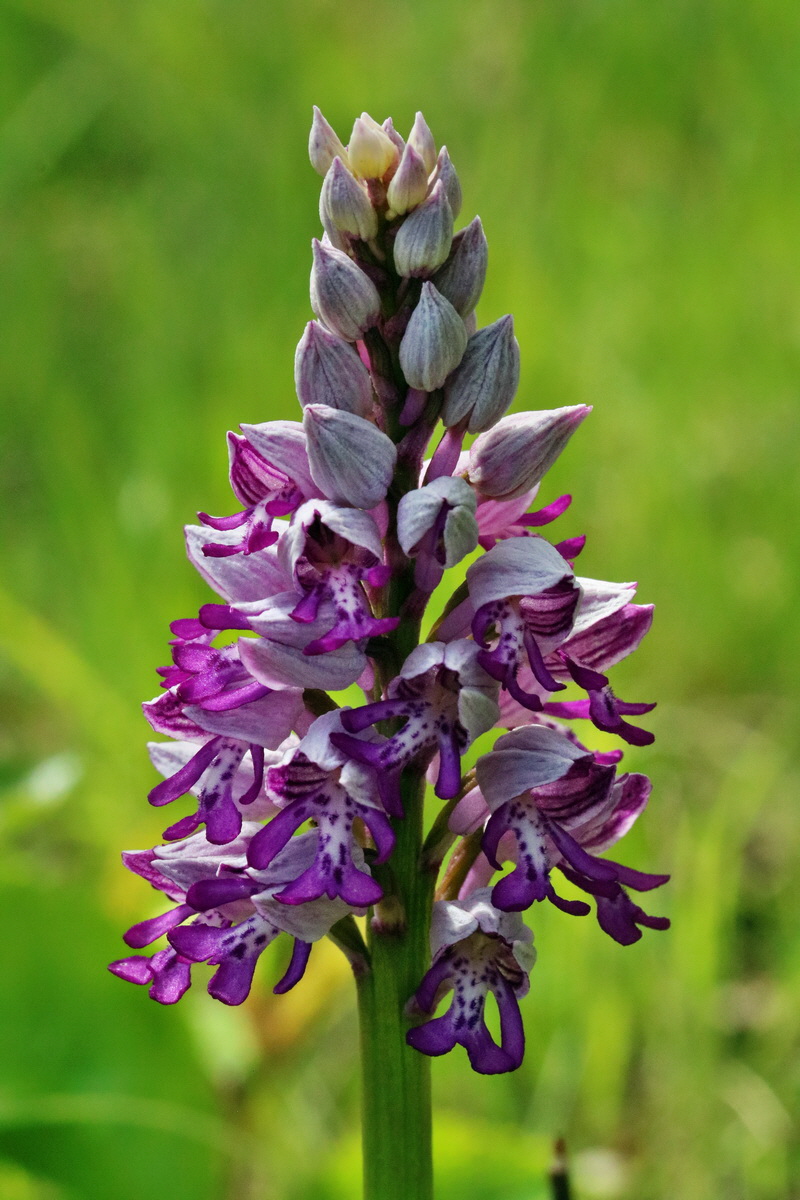 RNA_2017_05_14_4086p_Bildgr��e �ndern