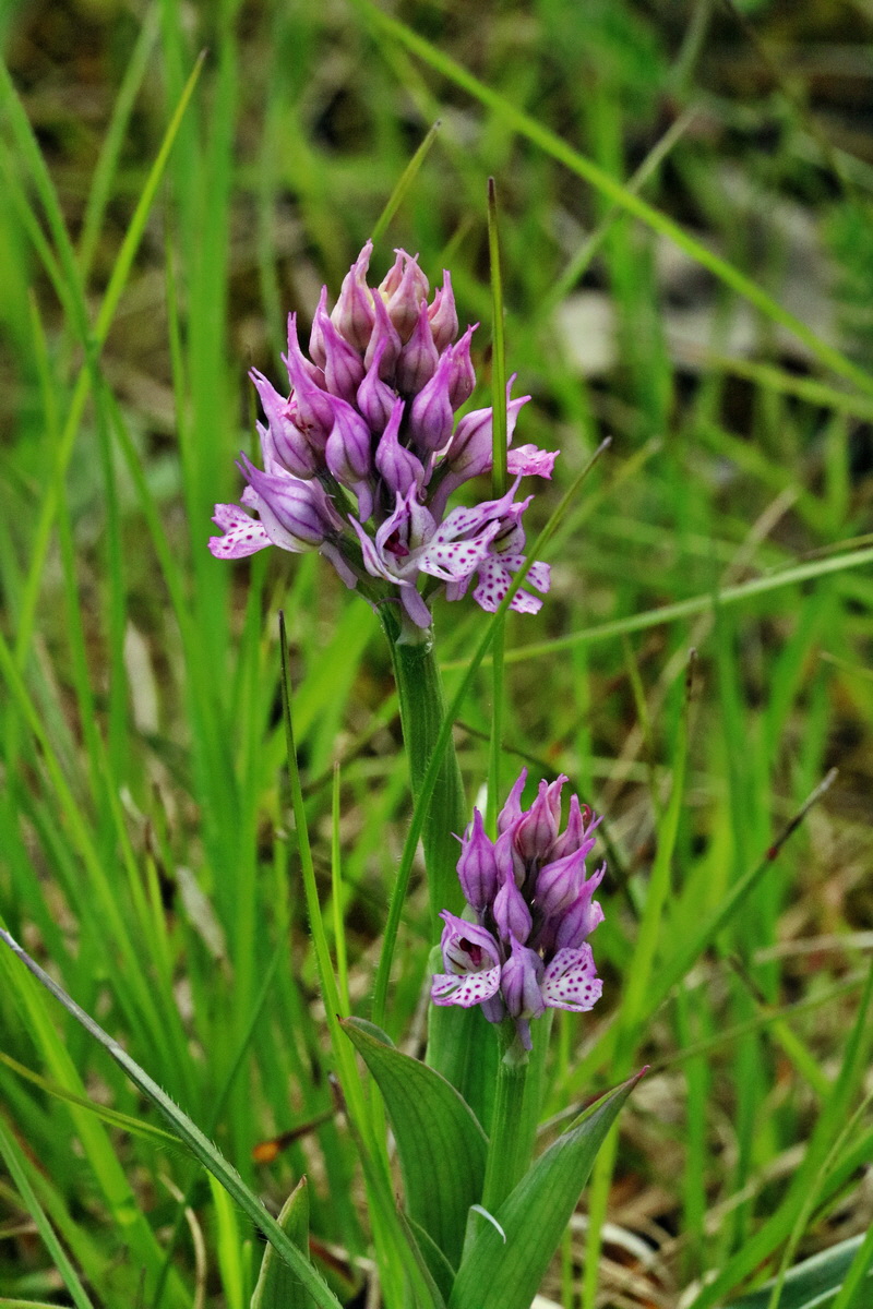 RNA_2017_05_14_4090p_Bildgr��e �ndern