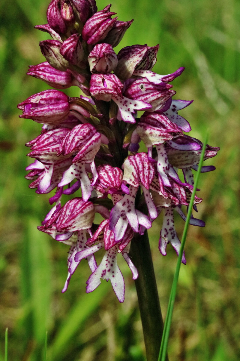 RNA_2017_05_14_4119p_Bildgr��e �ndern