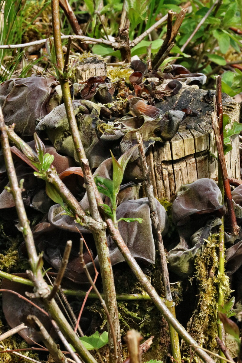 RNA_2017_05_14_4126p_Bildgr��e �ndern