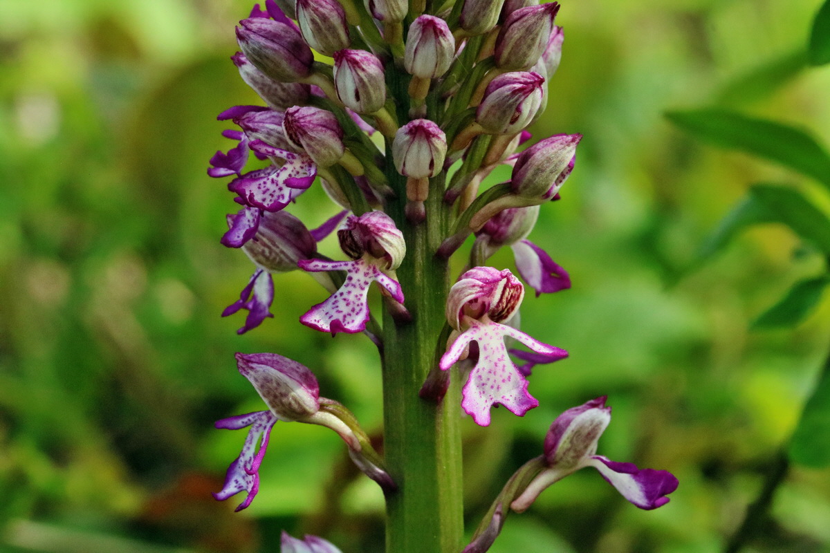 RNA_2017_05_14_4141p_Bildgr��e �ndern