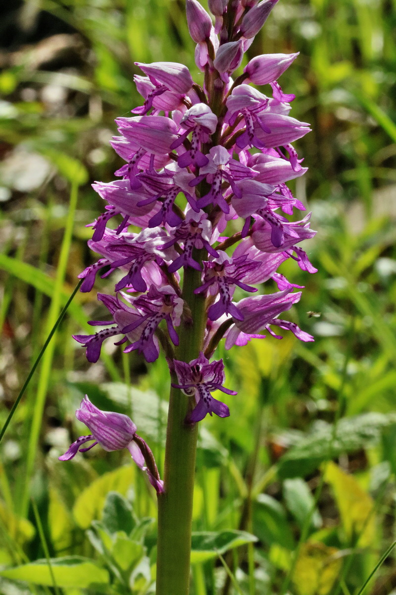 RNA_2017_05_14_4150p_Bildgr��e �ndern