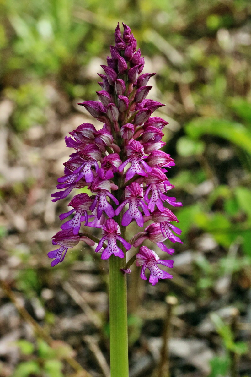 RNA_2017_05_14_4154p_Bildgr��e �ndern