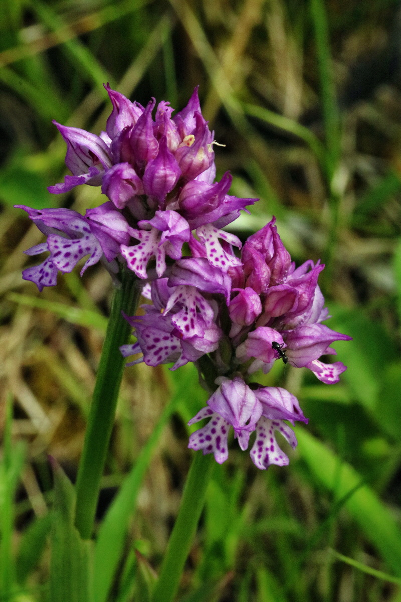 RNA_2017_05_14_4162p_Bildgr��e �ndern